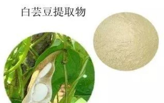 White Kidney Bean Extract Bean Phaseolamin White Kidney Bean 